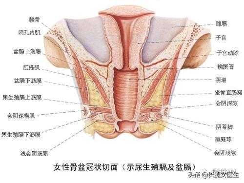 解剖女生的过程（解剖女生的过程是什么）-图2