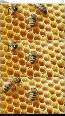 中蜂酿蜜过程（蜜蜂酿蜜过程视频）-图1