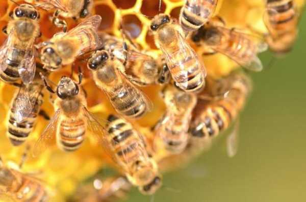 中蜂酿蜜过程（蜜蜂酿蜜过程视频）-图3