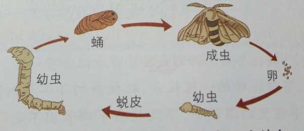 昆虫发育过程（昆虫发育过程中有什么现象）-图2