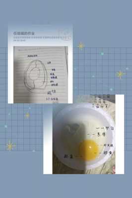 蛋的形成过程教案（蛋的产生）-图1
