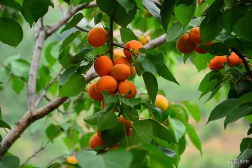 杏子成长的过程（杏子成长的过程视频）-图3