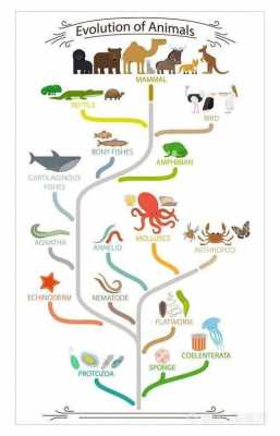 动物的变态过程（动物的变态过程的变化及这些变化在进化上的意义PPT）-图2