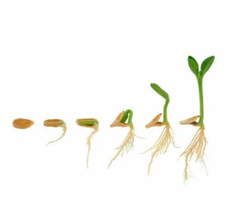 种子成长的变化过程（种子的成长过程怎么写）-图3
