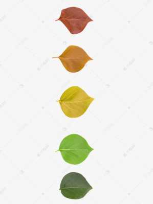 叶子生长过程挂图（叶子的生长方式三种怎么画）-图2