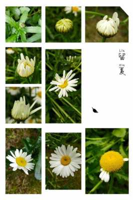 观察菊花过程（观察菊花的变化写4个方面）-图2