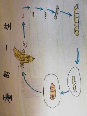 写蚕的生长过程（蚕的生长过程写一段话）-图3