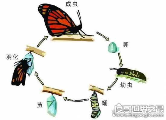 蝴蝶的蜕变过程视频（蝴蝶蜕变的过程来励志）-图1
