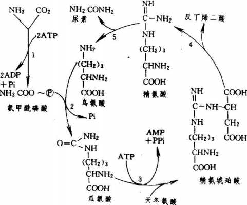 鸟氨酸循环基本过程（鸟氨酸循环基本过程与生理意义）-图3