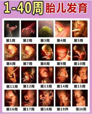 肚子怀孕变化过程图片（怀孕的肚子变化过程）-图1