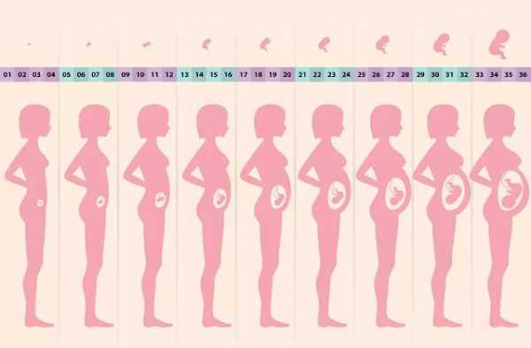肚子怀孕变化过程图片（怀孕的肚子变化过程）-图2