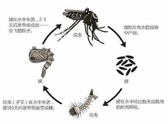 蚊子变态过程图片（蚊子变异图片）-图1