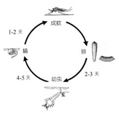 蚊子变态过程图片（蚊子变异图片）-图3