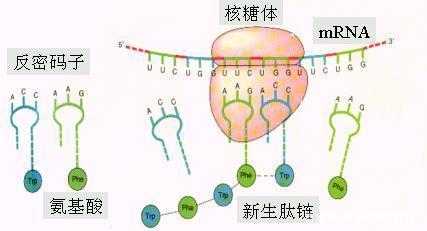 原核细胞的翻译过程（原核细胞的翻译在核糖体吗）-图3