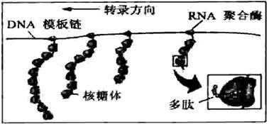 原核细胞的翻译过程（原核细胞的翻译在核糖体吗）-图2