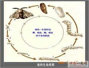 蚕变成蛹的过程（蚕蛹的蜕变过程）-图3