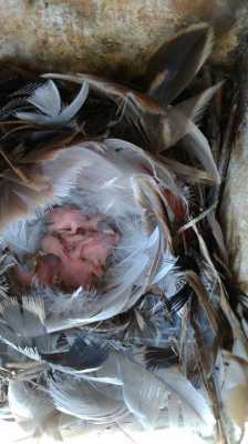 燕子孵蛋过程（燕子孵蛋要孵多久）-图2