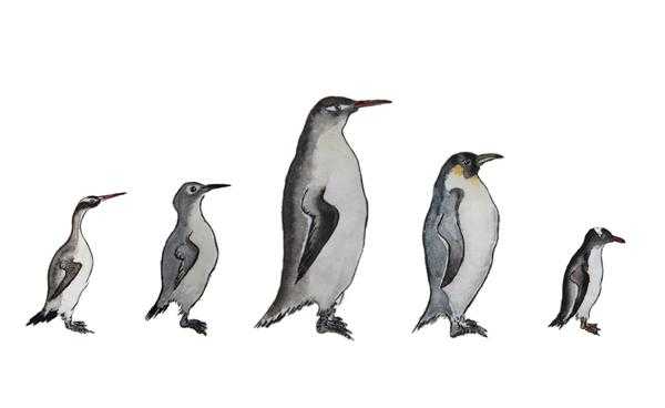 企鹅的发育过程绘画（企鹅发展史）-图1