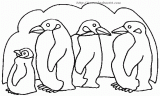企鹅的发育过程绘画（企鹅发展史）-图2
