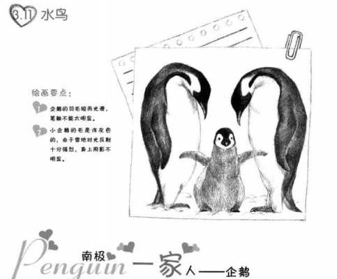 企鹅的发育过程绘画（企鹅发展史）-图3