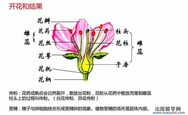 开花和结果的过程（开花和结果的过程与方法）-图3