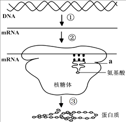 大肠杆菌蛋白质合成过程（大肠杆菌蛋白质合成过程中肽链的延伸需消耗atp）-图1