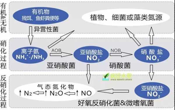 土壤硝化过程与反硝化过程（土壤硝化过程与反硝化过程的区别）-图3