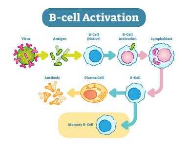 b细胞活化过程（B细胞活化过程中抑制第一活化信号转导的辅助因子）-图3