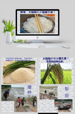 水稻的生长过程-ppt（水稻的生长过程视频）-图1