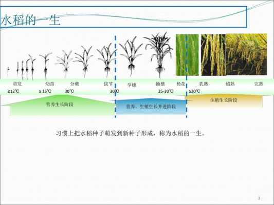 水稻的生长过程-ppt（水稻的生长过程视频）-图3