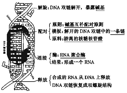 描述dna翻译的过程（dna翻译过程简述）-图1