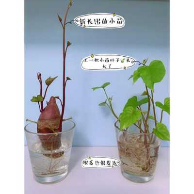 山芋水培过程（山芋用水养殖的生长过程）-图1