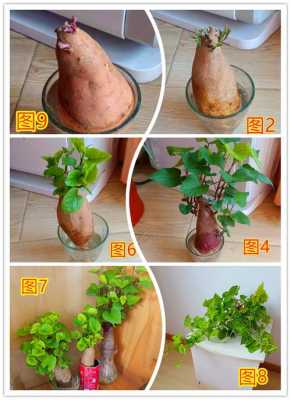 山芋水培过程（山芋用水养殖的生长过程）-图3