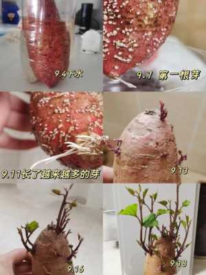 山芋水培过程（山芋用水养殖的生长过程）-图2
