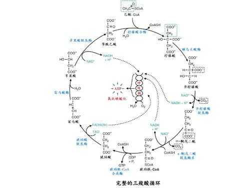 描述三羧酸循环过程（三羧酸循环过程总结）-图3