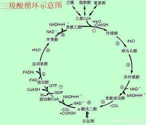 描述三羧酸循环过程（三羧酸循环过程总结）-图2