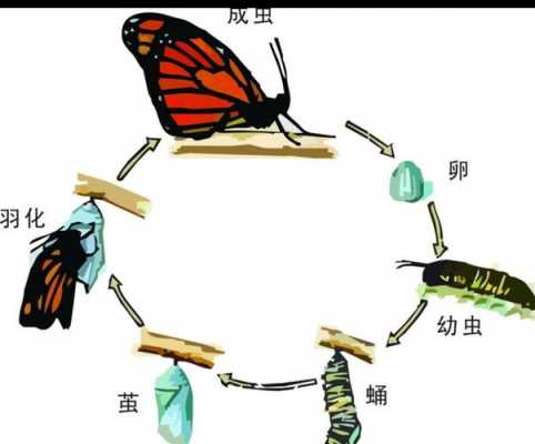 蝴蝶的变化过程图解（蝴蝶的变化过程图解说明）-图1