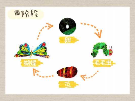 蝴蝶的变化过程图解（蝴蝶的变化过程图解说明）-图3