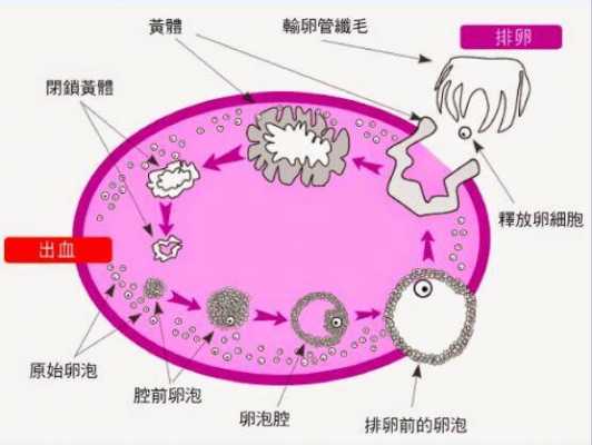 女人排卵过程（女性排卵的过程）-图1