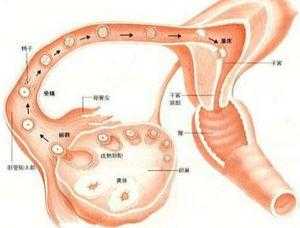 女人排卵过程（女性排卵的过程）-图2