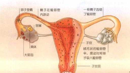 女人排卵过程（女性排卵的过程）-图3