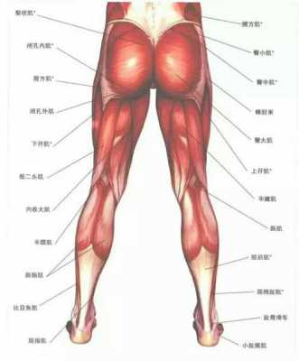 增肌的过程（增肌的过程就是破坏肌肉的过程吗）-图3