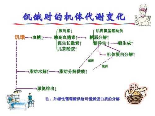 短期饥饿代谢过程（短期饥饿代谢过程图解）-图1