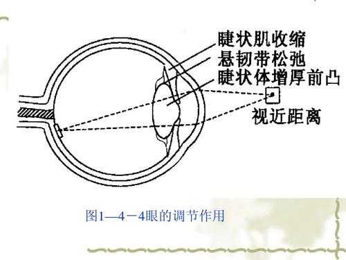 眼的调节过程包括（试述眼的调节）-图3