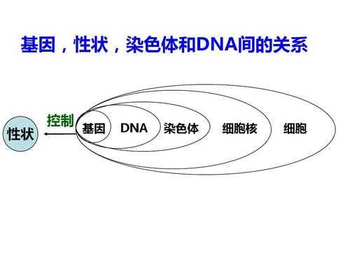 在研究生物遗传物质的过程中（为什么研究生物的遗传和变异必须联系环境?）-图3