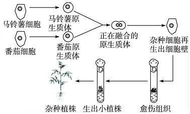 植物杂交过程（植物杂交过程的基本程序）-图1