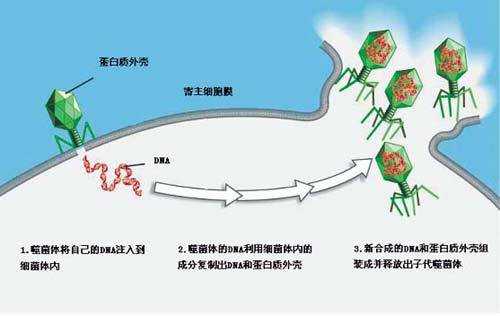 噬菌体的侵染过程（噬菌体侵染的五个过程）-图1