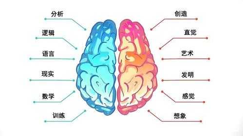 脑体分离的过程（脑体分工）-图2