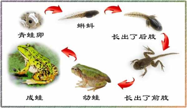 青蛙的变化过程苏教版的简单介绍-图1
