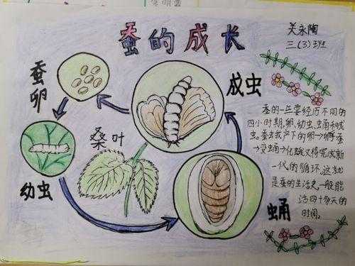 蚕的生长过程简笔画（蚕的生长过程简笔画手抄报）-图2